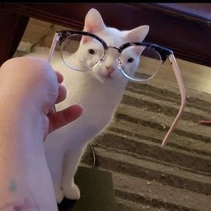 Meet your Posher, Morgan